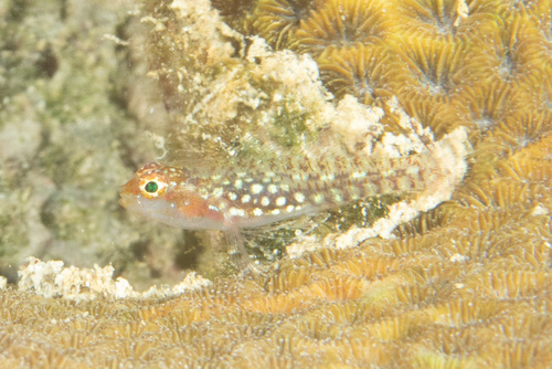 Eviota storthynx observed 2022-04-09