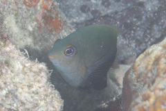 Hemiglyphidodon plagiometopon