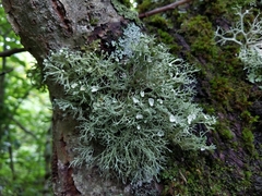 Ramalina elegans