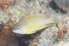 Chrysiptera oxycephala