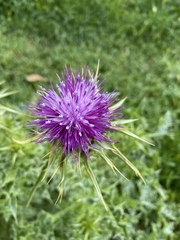 Silybum marianum
