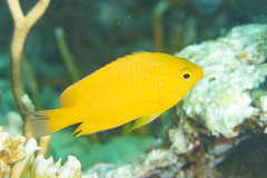 Pomacentrus moluccensis