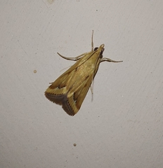 Achyra massalis