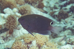 Pomacentrus bankanensis