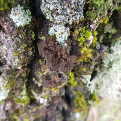 Ricasolia amplissima