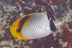 Chaetodon oxycephalus