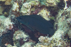 Pseudochromis fuscus