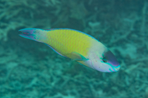 Palenose Parrotfish