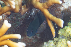 Pseudochromis fuscus