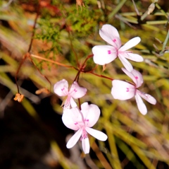 Pelargonium divisifolium