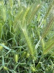 Hordeum murinum