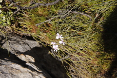 Pelargonium divisifolium
