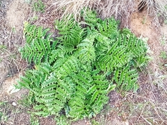 Cynara tournefortii