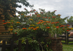 Combretum fruticosum