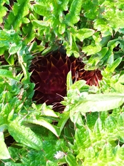 Cynara tournefortii