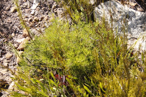 Image of Serruria gremialis by (c) Tony Rebelo, some rights reserved (CC BY-SA)