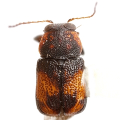 Pachybrachis impurus