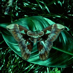 Rothschildia triloba