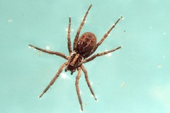 Schizocosa malitiosa