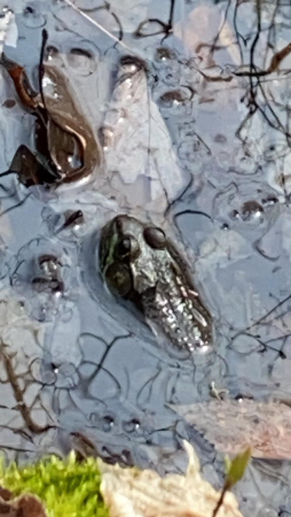 Green Frog from Lancaster Dr, Windsor, CT, US on April 23, 2022 at 03