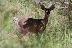 Odocoileus virginianus couesi