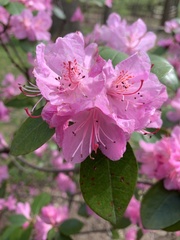 Rhododendron mucronulatum