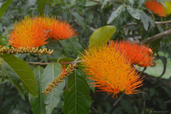 Combretum fruticosum