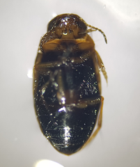 Hydroglyphus geminus