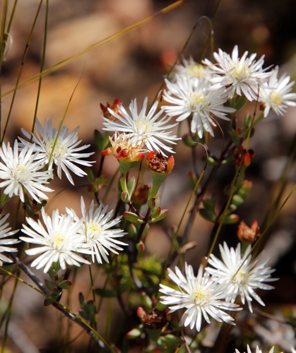Ruschianthus falcatus L. Bolus