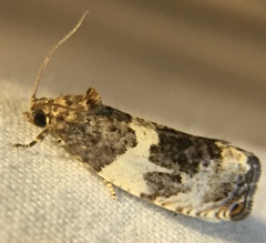 Pseudosciaphila duplex