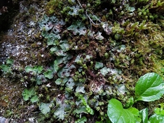 Solorina saccata