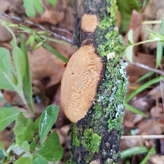 Dichomitus campestris