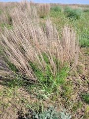 Artemisia pauciflora