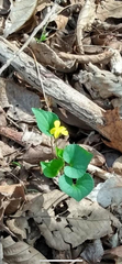 Viola