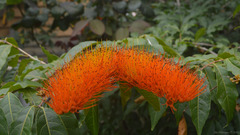 Combretum fruticosum