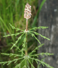 Equisetum sylvaticum