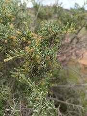 Grayia spinosa