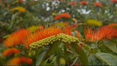 Combretum fruticosum