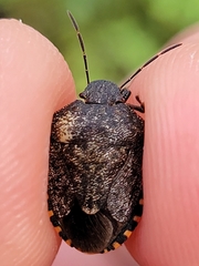 Holcostethus abbreviatus