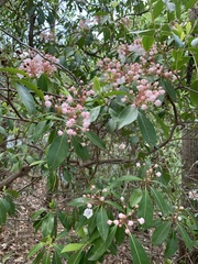 Kalmia latifolia