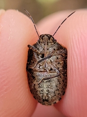 Holcostethus abbreviatus