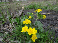 Caltha palustris