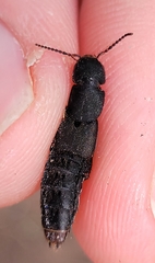 Platydracus mysticus