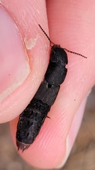 Platydracus mysticus