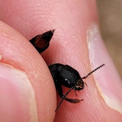 Platydracus mysticus