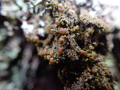 Protoparmelia ochrococca