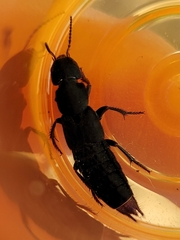 Platydracus mysticus