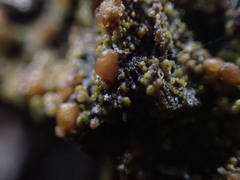 Protoparmelia ochrococca