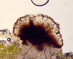 Buellia dispersa
