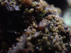 Protoparmelia ochrococca